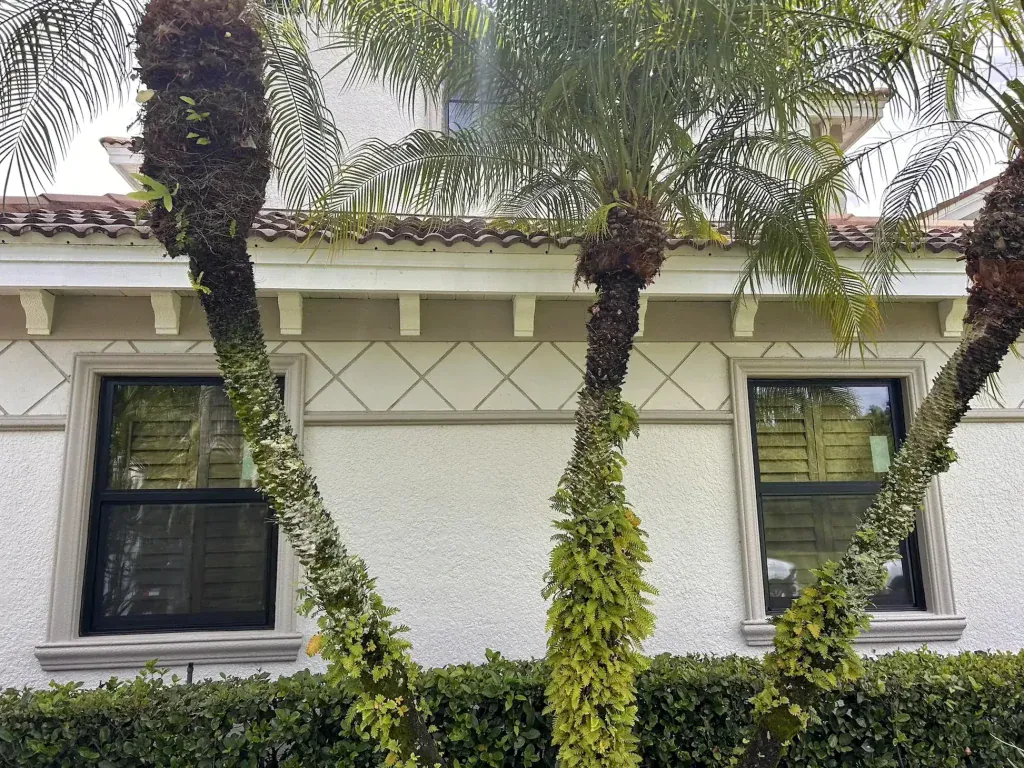 Black-framed windows on a stucco home behind palm trees